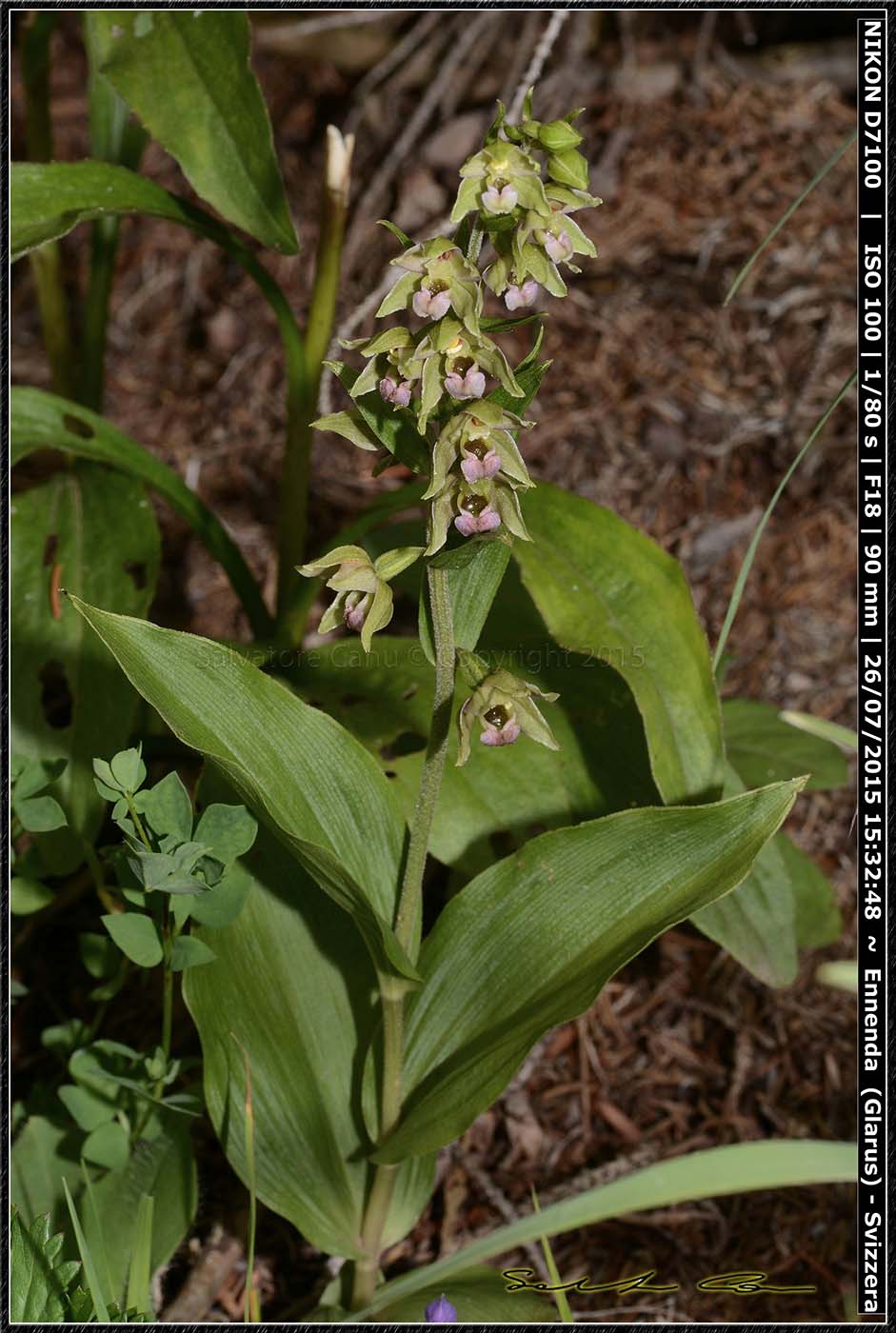 Epipactis helleborine dalla Svizzera 2